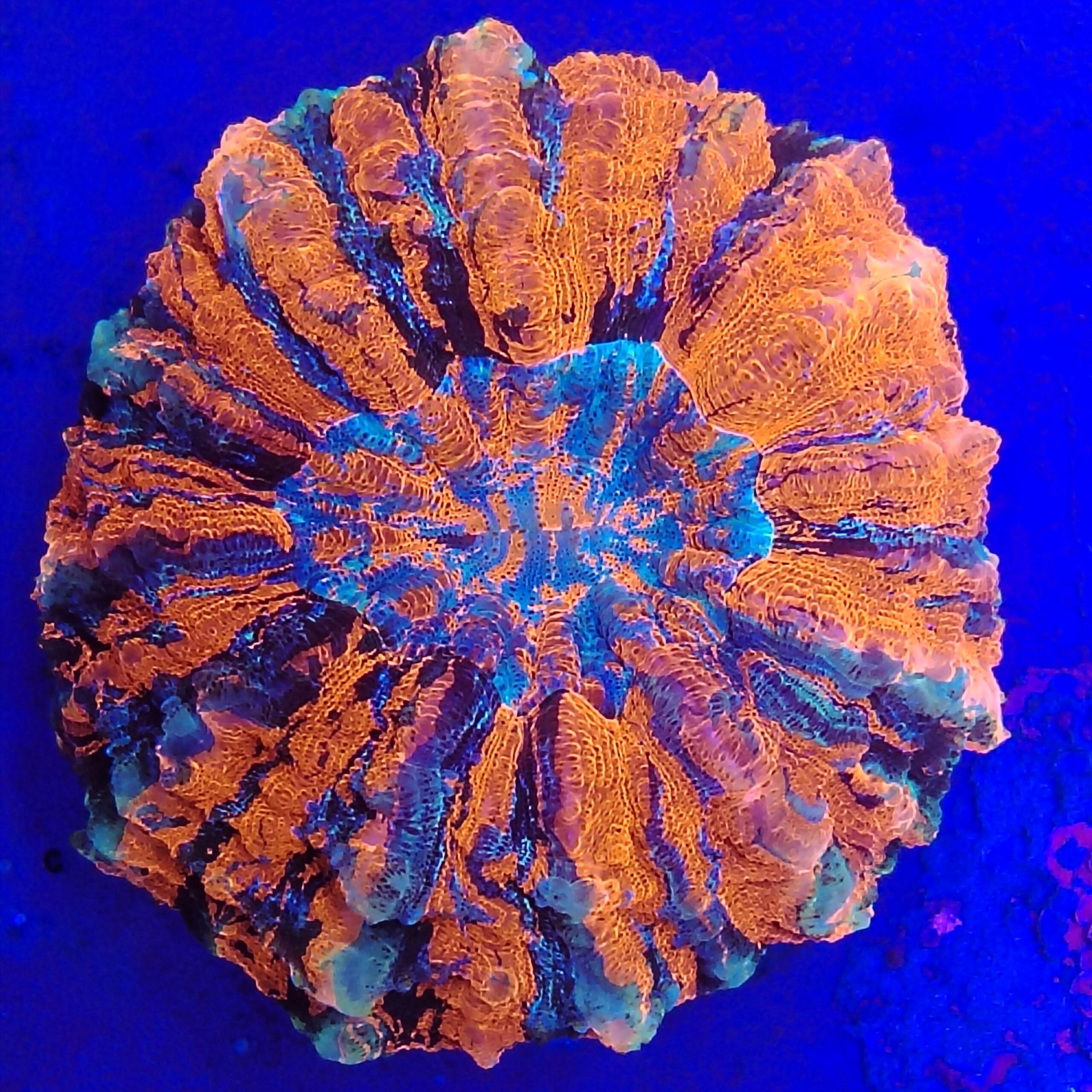 Stunning Rainbow Acanthophyllia spp (wysiwyg) (Copy)