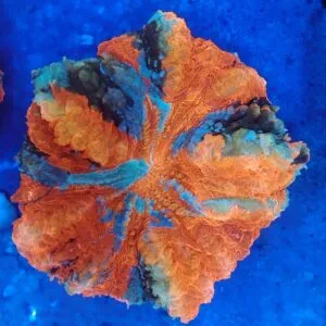 Stunning Rainbow Acanthophyllia spp (wysiwyg)