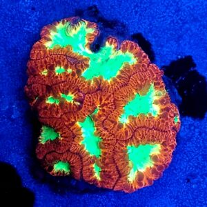 A Grade Bright Red and Toxic Green Blasto Wellsi Colony WYSIWYG.