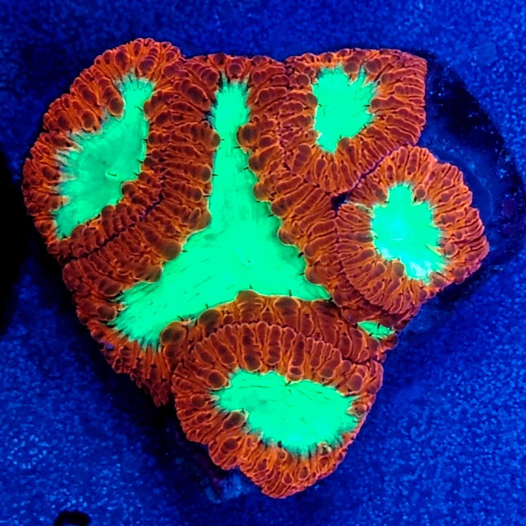 A Grade Bright Red and Toxic Green Blasto Wellsi Colony WYSIWYG.