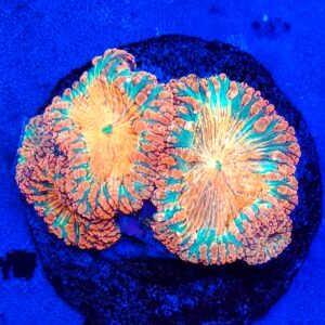 A Grade Blasto Wellsi Colony WYSIWYG.