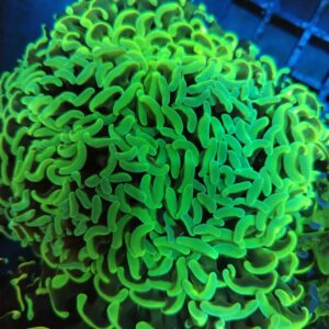 Toxic Green Wall Hammer (WYSIWYG) .