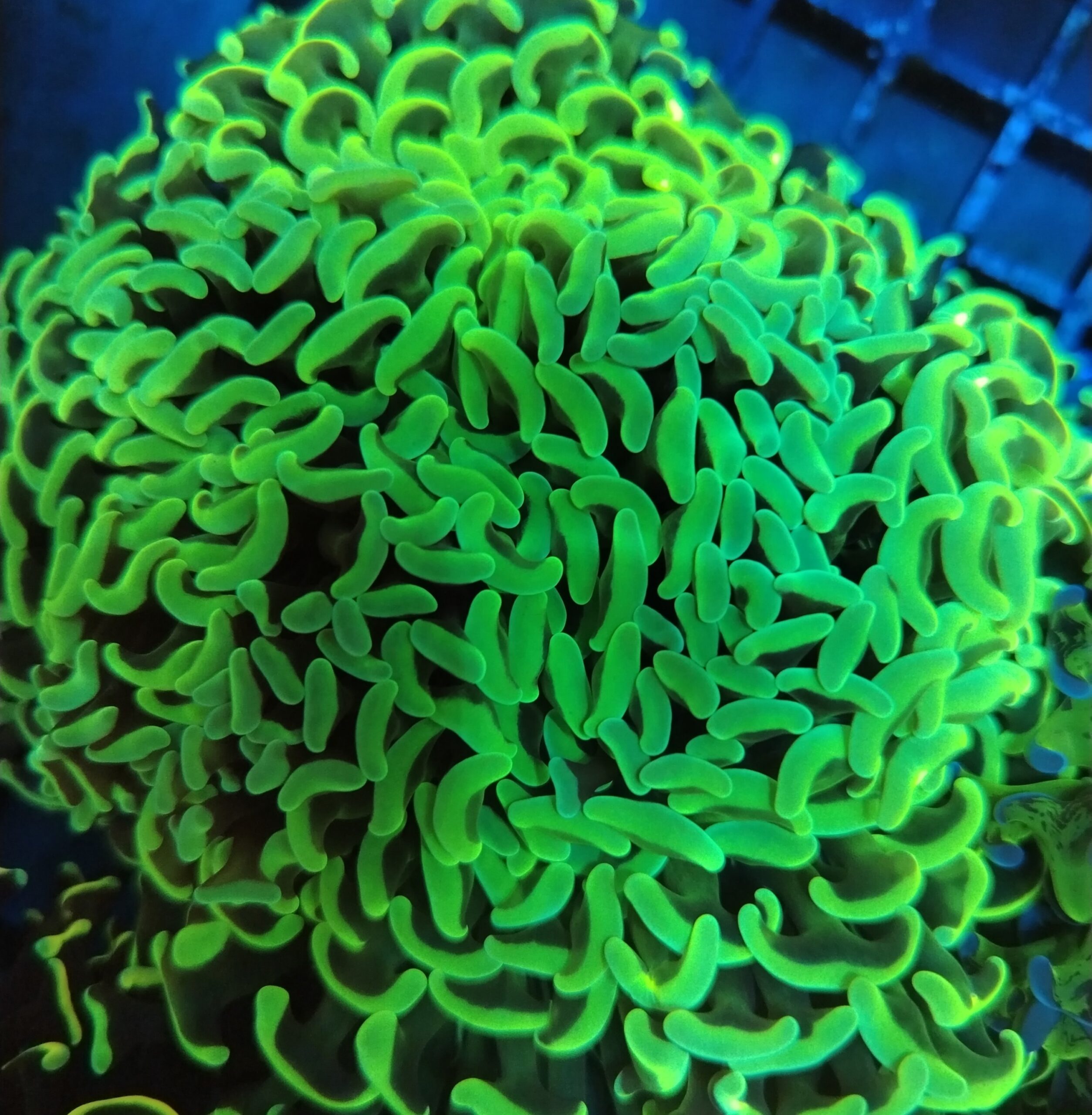 Toxic Green Wall Hammer (WYSIWYG) .