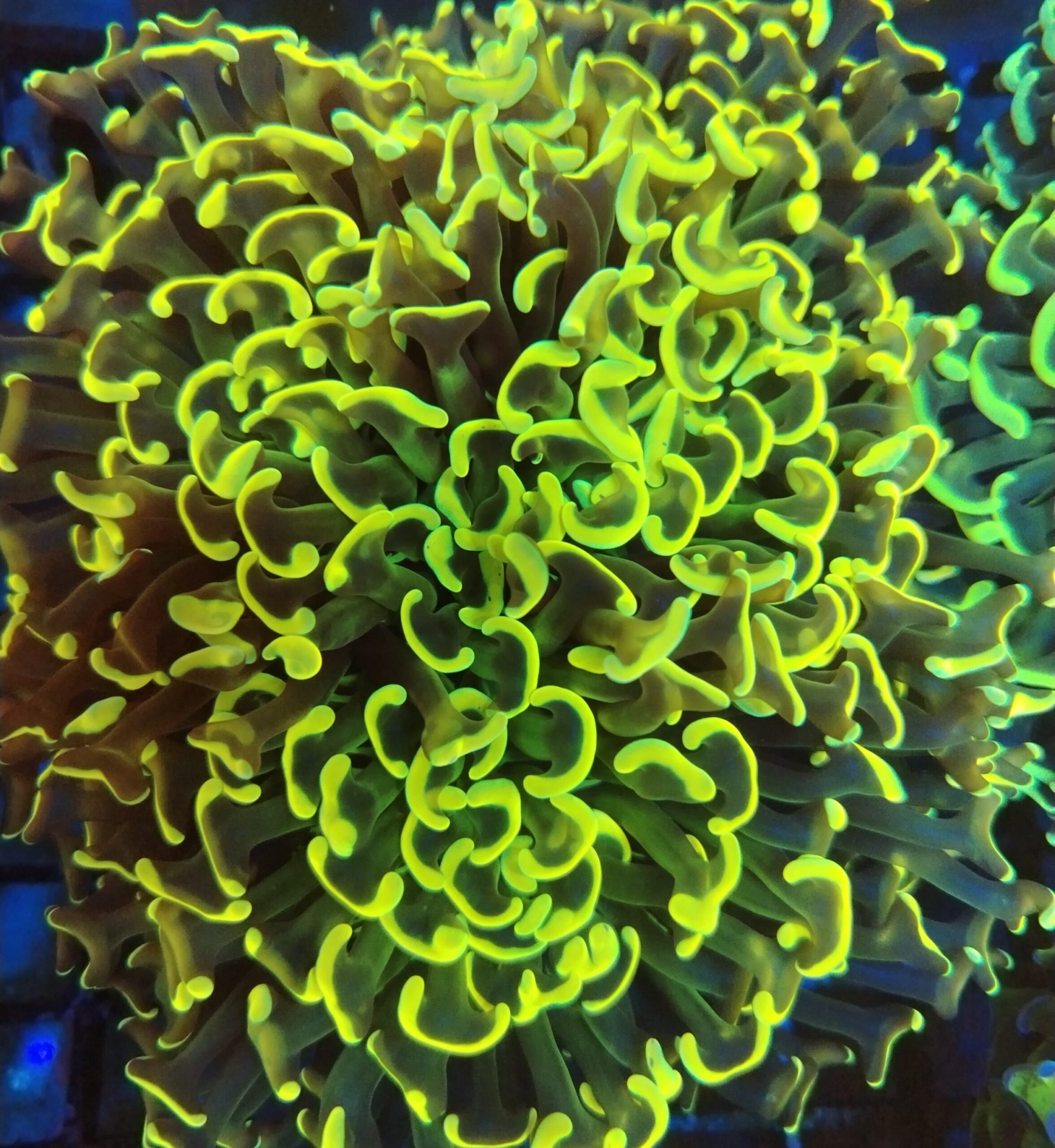 Toxic Yellow and Black Wall Hammer (WYSIWYG) .