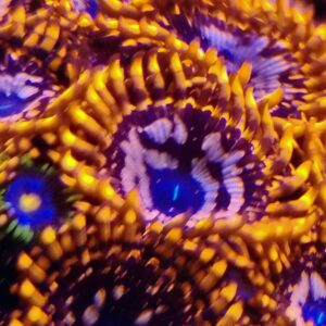 Utter Chaos zoa