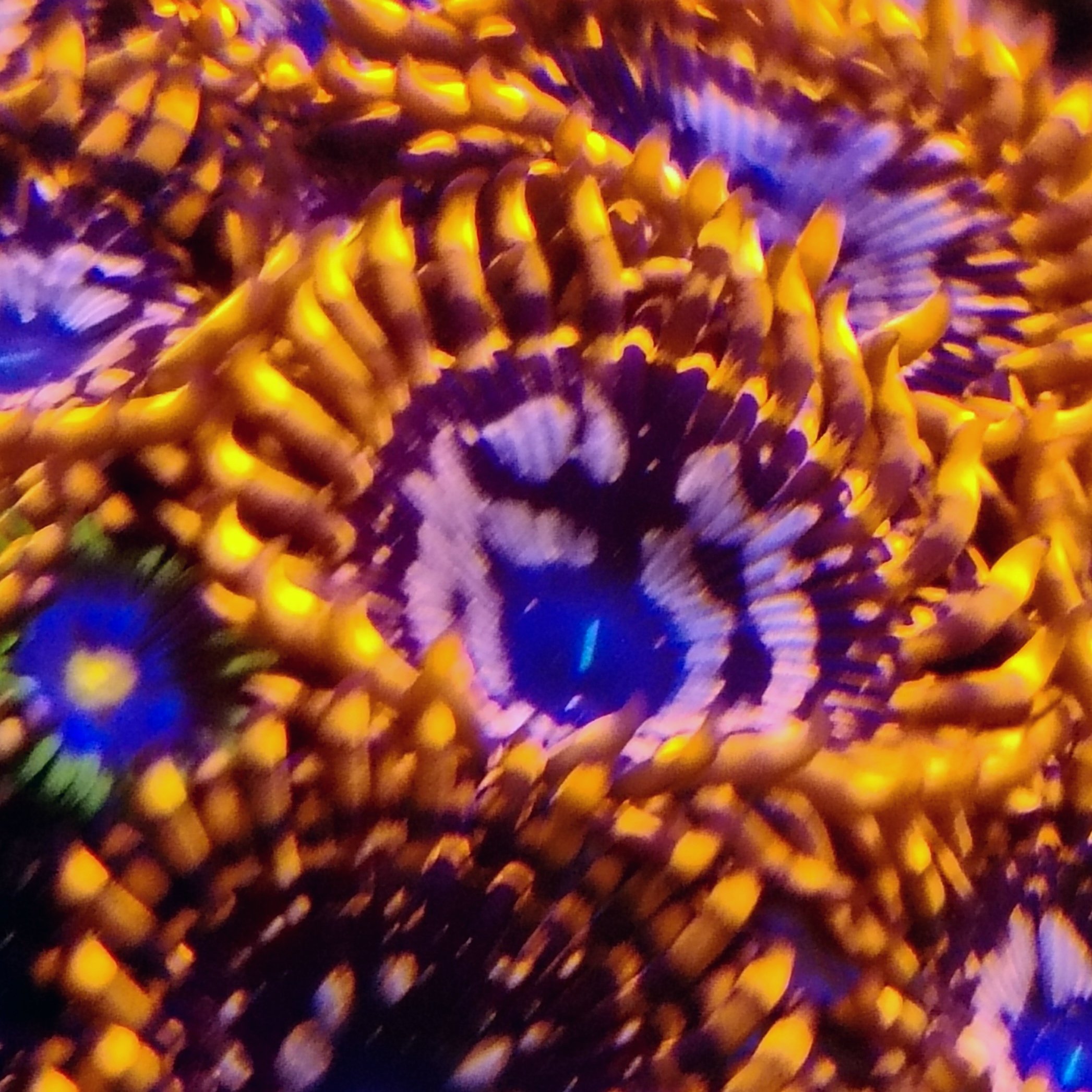 Utter Chaos zoa